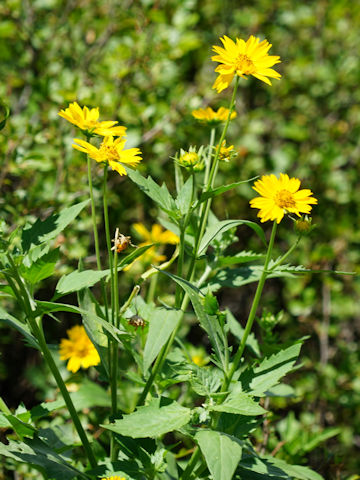 Verbesina encelioides