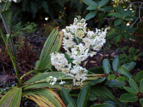 Veratrum fimbriatum