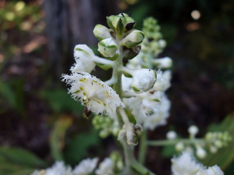 Veratrum fimbriatum