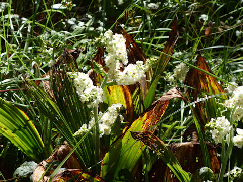 Veratrum fimbriatum