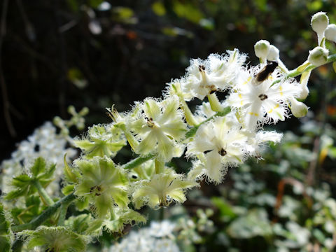 Veratrum fimbriatum