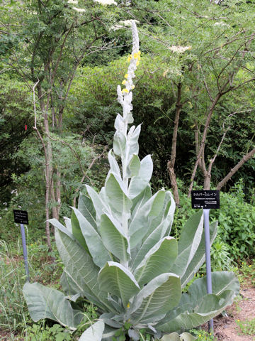 Verbascum olympicum