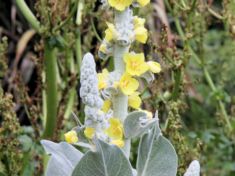 Verbascum olympicum