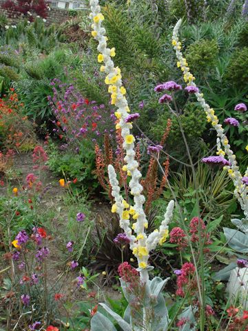 Verbascum olympicum