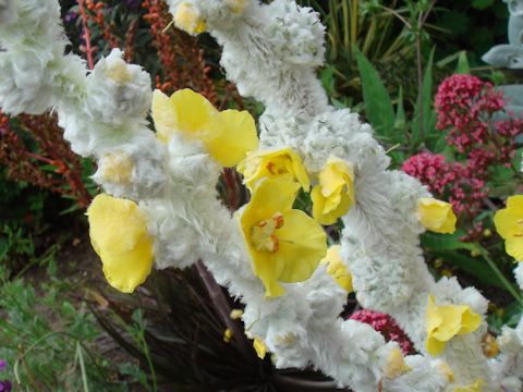 Verbascum olympicum