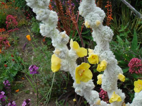 Verbascum olympicum