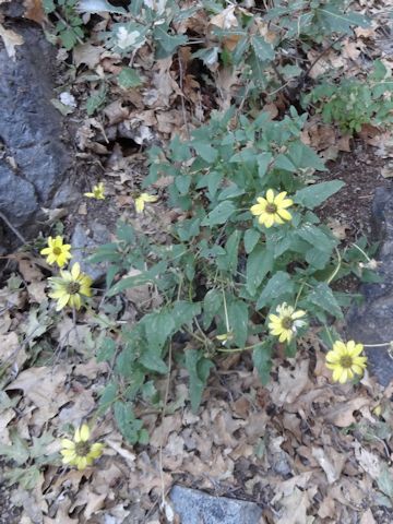 Viguiera cordifolia