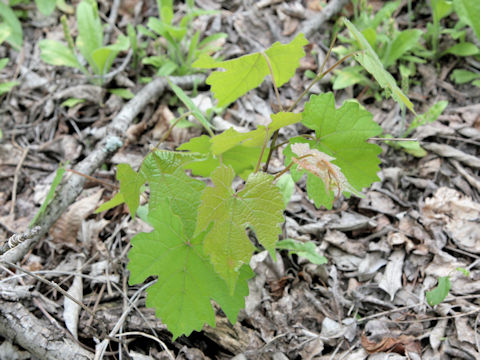 Vitis aestivalis