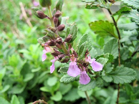 Teucrium chamaedrys