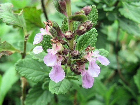 Teucrium chamaedrys