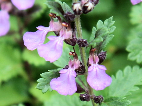 Teucrium chamaedrys