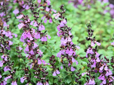 Teucrium chamaedrys