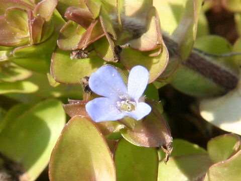 Bacopa caroliniana