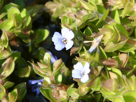 Bacopa caroliniana