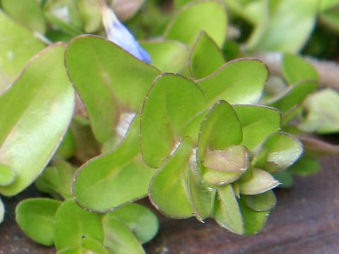 Bacopa caroliniana