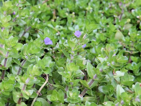 Bacopa caroliniana