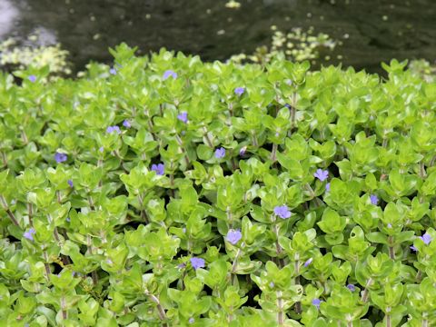 Bacopa caroliniana