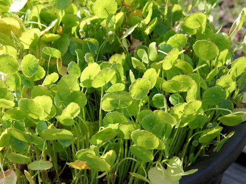 Hydrocotyle vulgaris