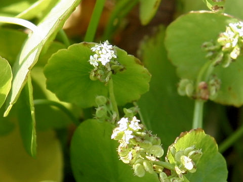 Hydrocotyle vulgaris