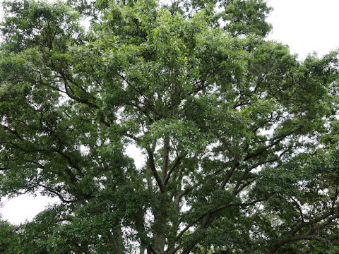 Quercus nigra