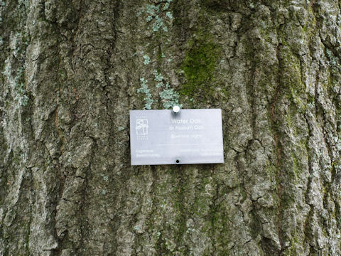 Quercus nigra