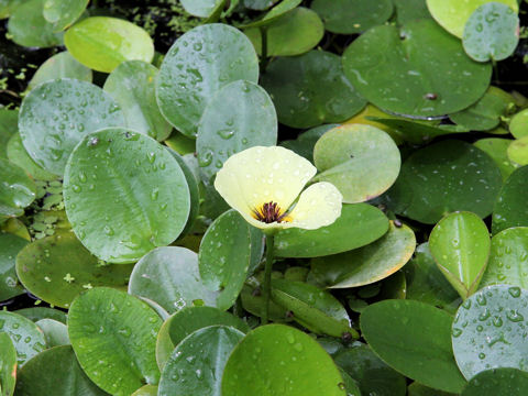 Hydrocleys nymphoides