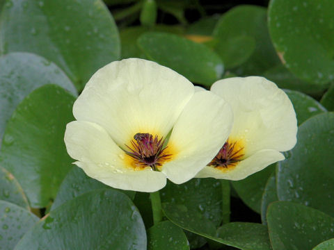 Hydrocleys nymphoides