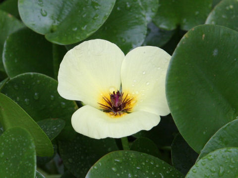 Hydrocleys nymphoides