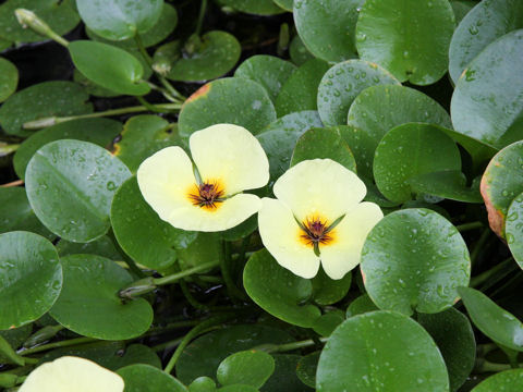 Hydrocleys nymphoides