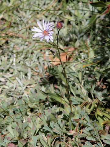 Symphyotrichum ascendens