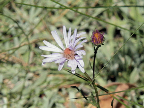 Symphyotrichum ascendens