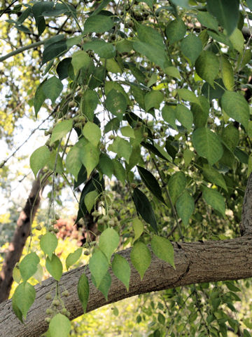 Euonymus occidentalis