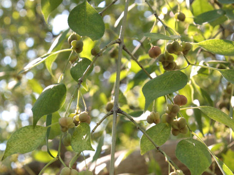 Euonymus occidentalis