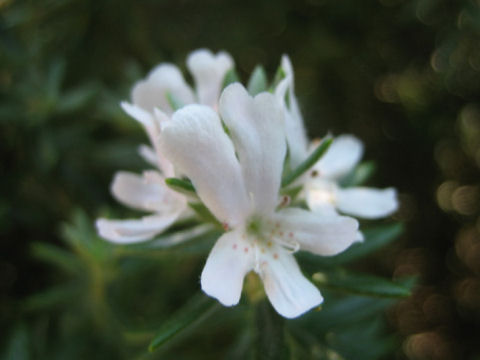 Westringia fruticosa