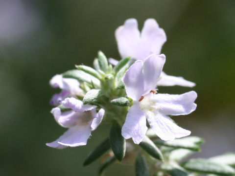 Westringia fruticosa