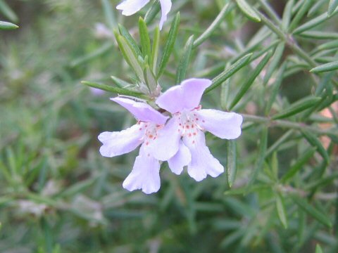 Westringia fruticosa cv. Wynyabbie Gem