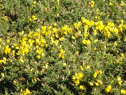 Ulex gallii