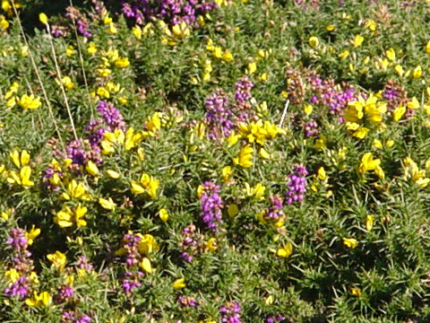 Ulex gallii