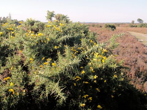 Ulex gallii