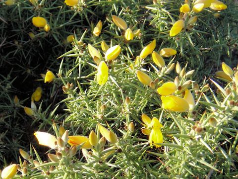 Ulex gallii