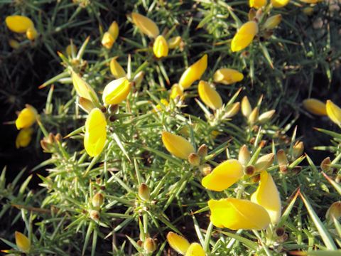 Ulex gallii