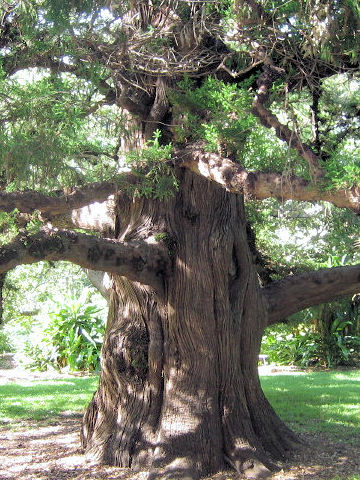 Juniperus occidentalis