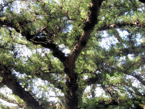 Juniperus occidentalis