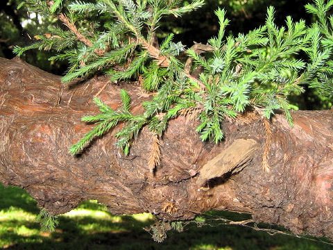 Juniperus occidentalis