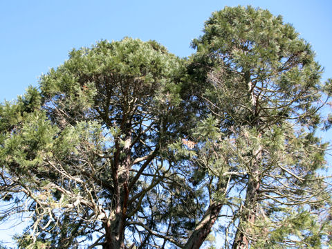 Juniperus occidentalis