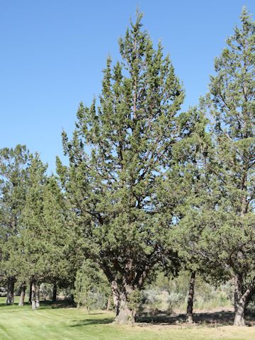 Juniperus occidentalis