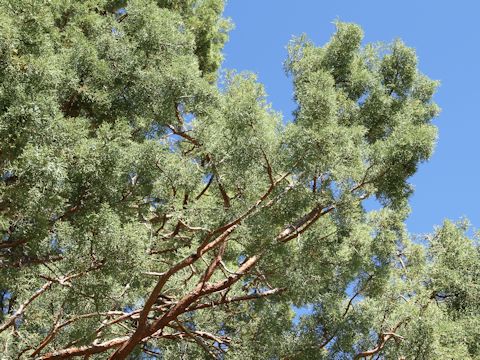 Juniperus occidentalis