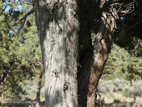 Juniperus occidentalis