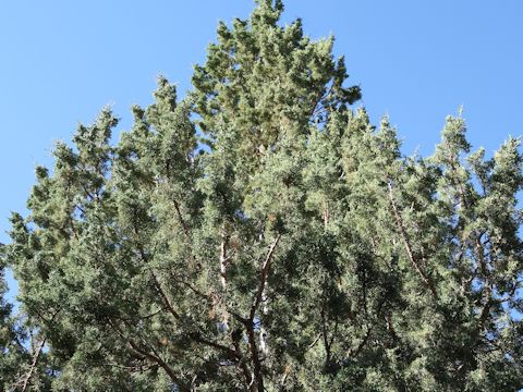 Juniperus occidentalis