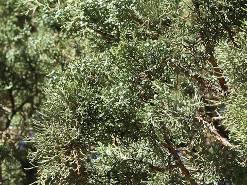 Juniperus occidentalis